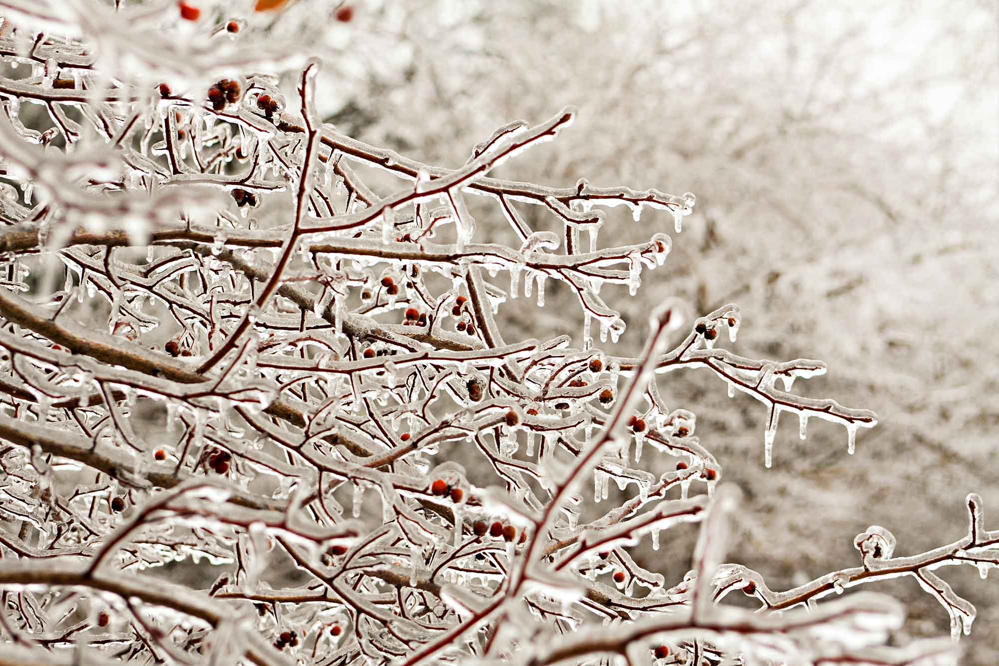 Different Name For Freezing Rain