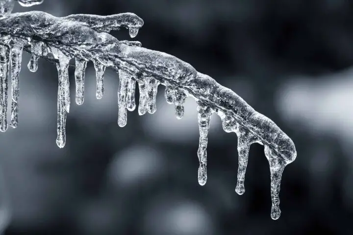 glace lourde sur les branches