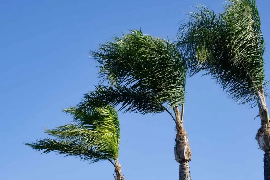 palmiers dans le vent de santa ana