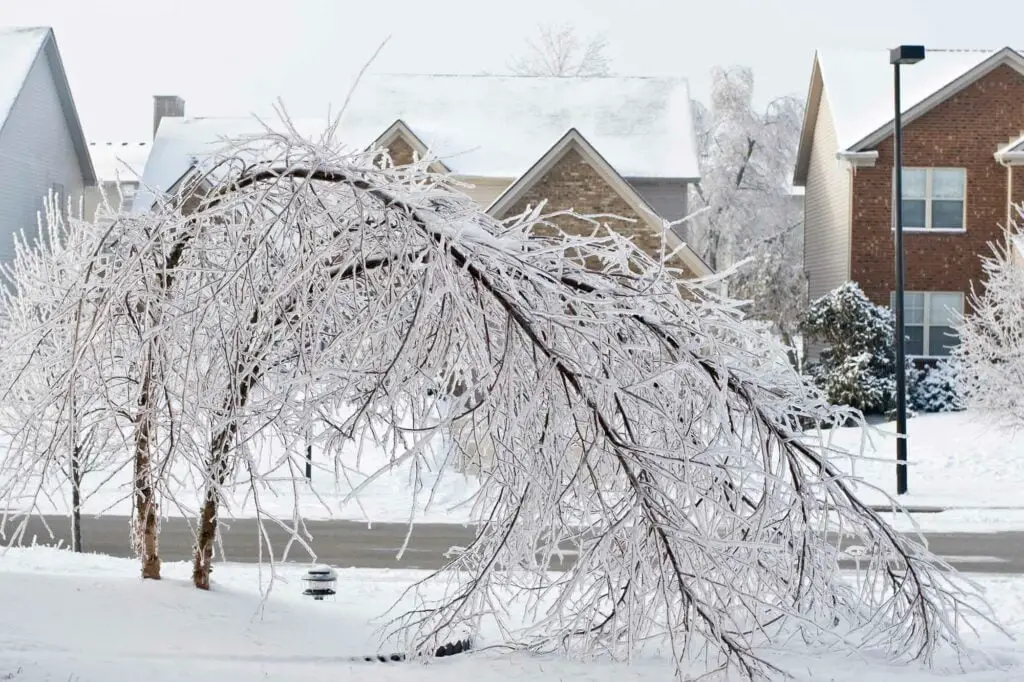 sleet vs freezing rain - bent branches from weight of ice