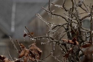 sleet vs freezing rain ice on branches