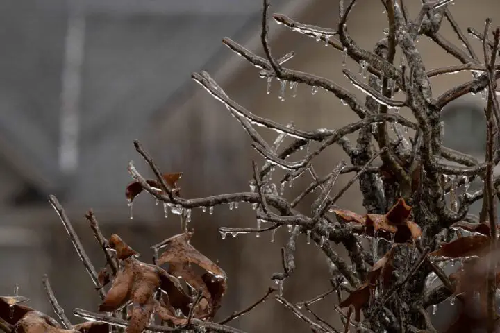 Schneeregen vs. gefrierender Regen Eis auf Ästen