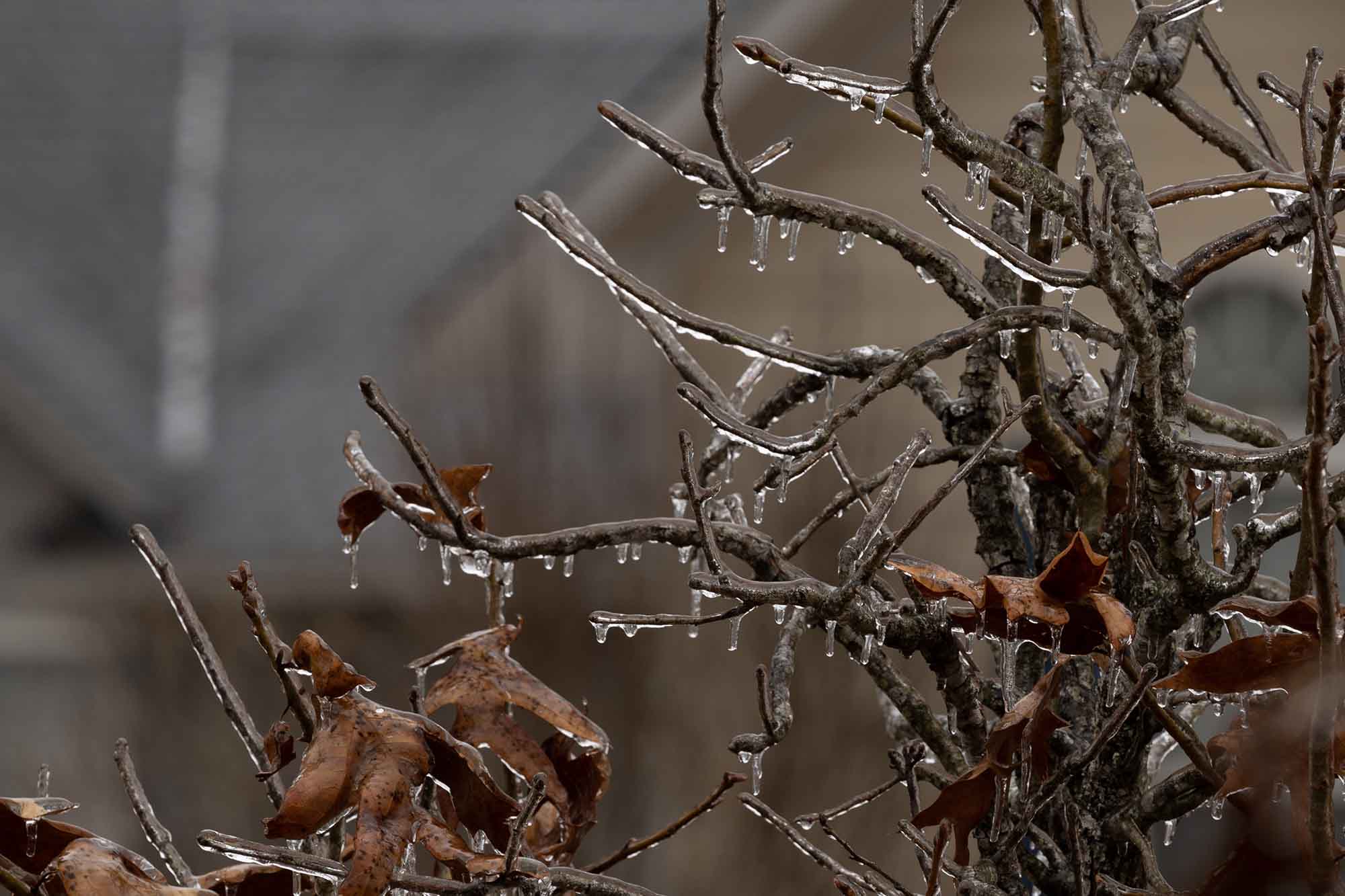 sleet vs freezing rain ice on branches