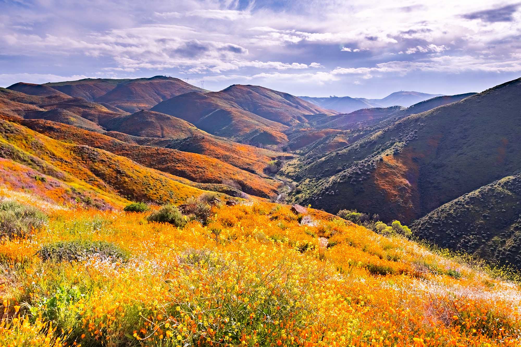 wat is een superbloei? Foto van een Californische superbloei van wilde bloemen.