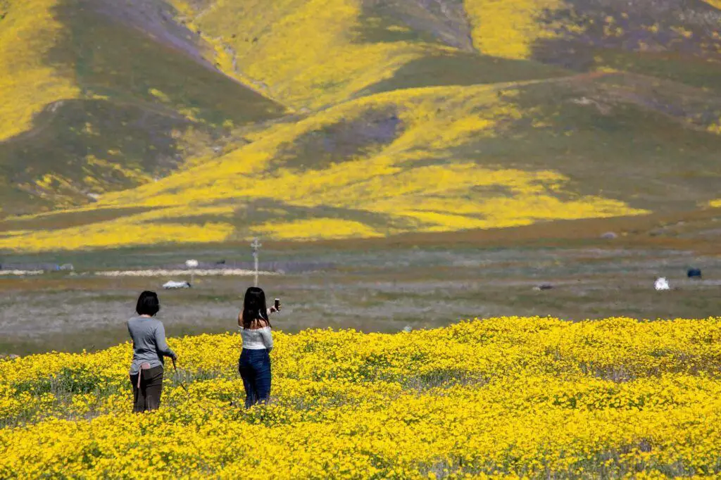 Mulheres tirando fotos na planície de Carrizo durante a floração de flores silvestres.
