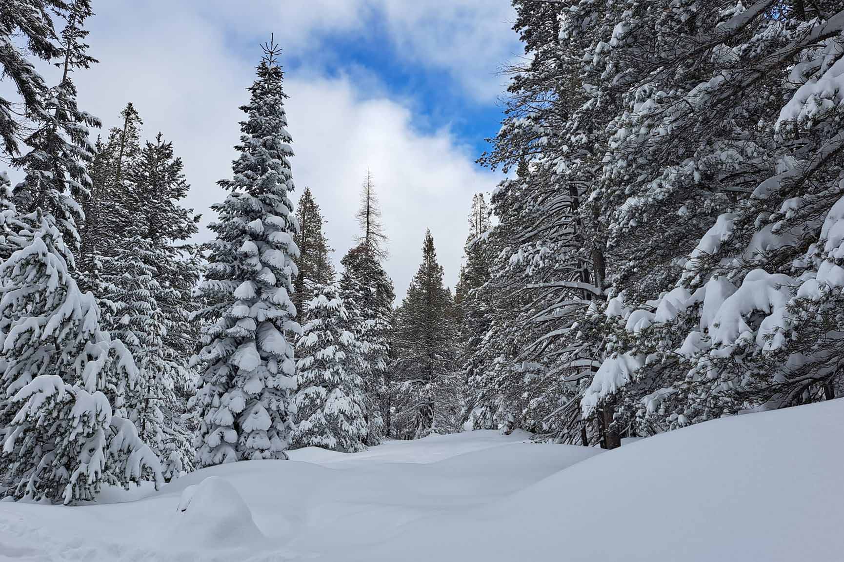 Snö i Sierra Nevadas under den historiska vintern 2022-23.